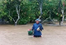 Banjir di Koltim, Ribuan Ekor Ternak Warga Uluiwoi Hanyut Banjir di Koltim, Ribuan Ekor Ternak Warga Uluiwoi Hanyut