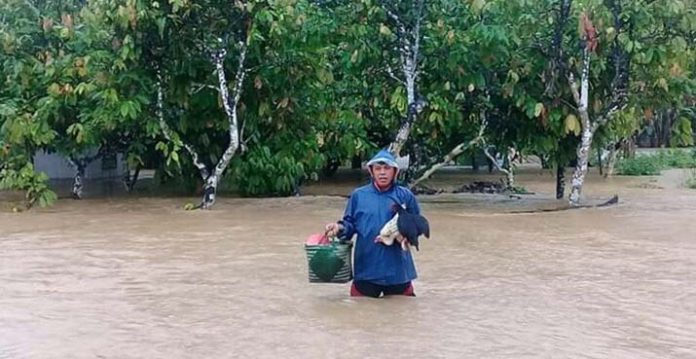 Banjir di Koltim, Ribuan Ekor Ternak Warga Uluiwoi Hanyut