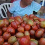 Dinas Pangan Kendari Temukan Tomat Mengandung Zat Berbahaya Dinas Pangan Kendari Temukan Tomat Mengandung Zat Berbahaya