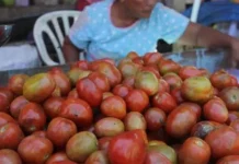 Dinas Pangan Kendari Temukan Tomat Mengandung Zat Berbahaya Dinas Pangan Kendari Temukan Tomat Mengandung Zat Berbahaya