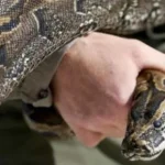 Tips Menghindar dan Menyelamatkan Diri dari Ular Piton Tips Menghindar dan Menyelamatkan Diri dari Ular Piton