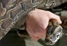 Ular Piton Sepanjang 5 Meter Hebohkan Warga Kelurahan Sea Kolaka Tips Menghindar dan Menyelamatkan Diri dari Ular Piton