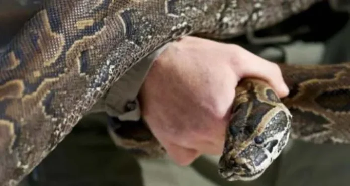 Tips Menghindar dan Menyelamatkan Diri dari Ular Piton