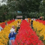Berkunjung ke Yuranata Garden, Taman Bunga Celosia Pertama di Sultra Yuranata Garden
