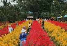 Berkunjung ke Yuranata Garden, Taman Bunga Celosia Pertama di Sultra Yuranata Garden