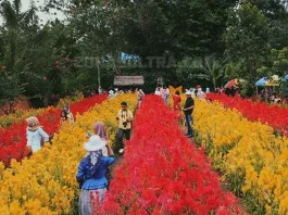 Berkunjung ke Yuranata Garden, Taman Bunga Celosia Pertama di Sultra Yuranata Garden