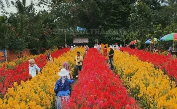 Berkunjung ke Yuranata Garden, Taman Bunga Celosia Pertama di Sultra Yuranata Garden