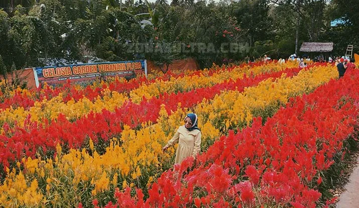 Berkunjung ke Yuranata Garden, Taman Bunga Celosia Pertama di Sultra