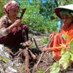 Menabung di Karung Jagung, Kisah Nenek di Busel Naik Haji dari Hasil Tani Menabung di Karung Jagung, Kisah Nenek di Busel Naik Haji dari Hasil Tani