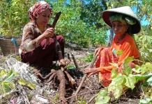 Menabung di Karung Jagung, Kisah Nenek di Busel Naik Haji dari Hasil Tani Menabung di Karung Jagung, Kisah Nenek di Busel Naik Haji dari Hasil Tani