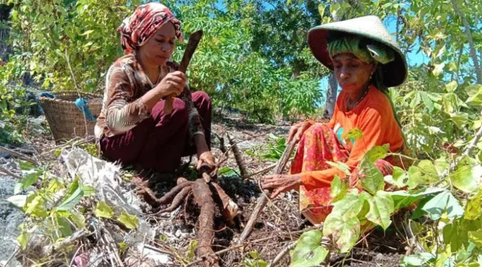 Menabung di Karung Jagung, Kisah Nenek di Busel Naik Haji dari Hasil Tani