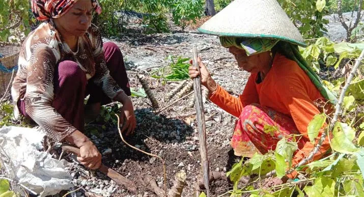 Menabung di Karung Jagung, Kisah Nenek di Busel Naik Haji dari Hasil Tani