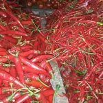 Harga Cabai di Kendari Rp50 Ribu per Kg, Pedagang: Masih Mahal Harga Cabai di Kendari Rp50 Ribu per Kg, Pedagang: Masih Mahal