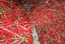 Harga Cabai di Kendari Rp50 Ribu per Kg, Pedagang: Masih Mahal Harga Cabai di Kendari Rp50 Ribu per Kg, Pedagang: Masih Mahal