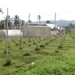 Green House Dibangun di atas Lahan Bupati Koltim Green House Dibangun di atas Lahan Bupati Koltim