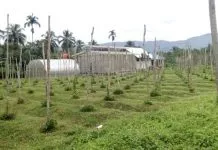 Green House Dibangun di atas Lahan Bupati Koltim Green House Dibangun di atas Lahan Bupati Koltim