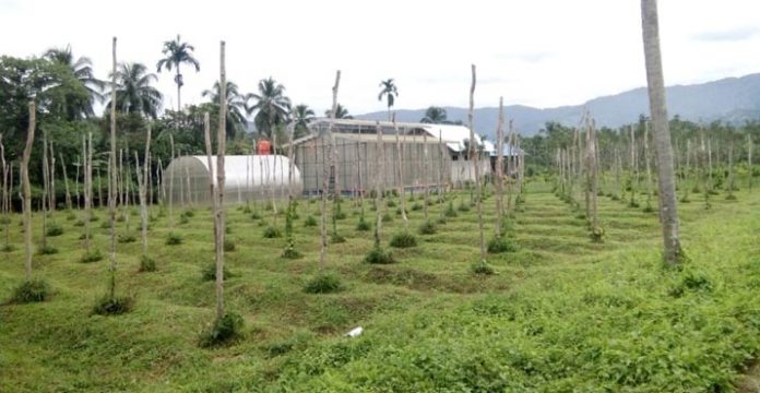 Green House Dibangun di atas Lahan Bupati Koltim