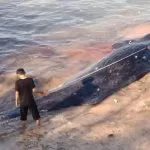 Paus Sepanjang Sembilan Meter Terdampar di Pesisir Pantai Butur Paus Sepanjang Sembilan Meter Terdampar di Pesisir Pantai Butur