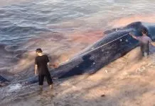 Paus Sepanjang Sembilan Meter Terdampar di Pesisir Pantai Butur Paus Sepanjang Sembilan Meter Terdampar di Pesisir Pantai Butur