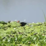 rawa_gambut_rawa_aopa