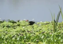 Uniknya Ekosistem Rawa Aopa Sebagai Sistem Penyangga Kehidupan Uniknya Ekosistem Rawa Aopa Sebagai Sistem Penyangga Kehidupan