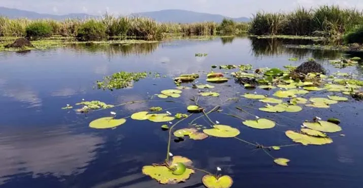 Uniknya Ekosistem Rawa Aopa Sebagai Sistem Penyangga Kehidupan