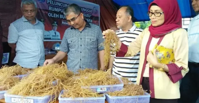 Bupati Butur Luncurkan Bibit Unggul Rumput Laut Jenis Terbaru