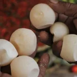 Ada Perdagangan Telur Penyu di Pasar Baubau Ada Perdagangan Telur Penyu di Pasar Baubau