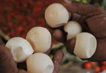 Ada Perdagangan Telur Penyu di Pasar Baubau Ada Perdagangan Telur Penyu di Pasar Baubau