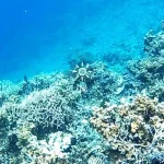 Terumbu Karang Pulau Pelangi Kolaka, Kondisinya Memprihatinkan Terumbu Karang Pulau Pelangi Kolaka, Kondisinya Memprihatinkan
