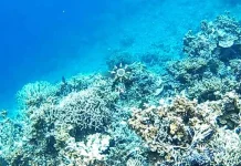 Terumbu Karang Pulau Pelangi Kolaka, Kondisinya Memprihatinkan Terumbu Karang Pulau Pelangi Kolaka, Kondisinya Memprihatinkan