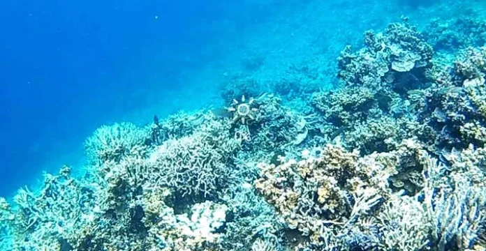 Terumbu Karang Pulau Pelangi Kolaka, Kondisinya Memprihatinkan