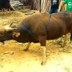 Kurban 8 Ekor Ternak, Herry Asiku: Silaturahmi Paling Utama