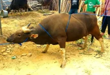 Kurban 8 Ekor Ternak, Herry Asiku: Silaturahmi Paling Utama