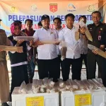 Polda Sultra Sita 11 Ribu Benih Lobster, Dilepasliarkan di Laonti Polda Sultra Sita 11 Ribu Benih Lobster, Dilepasliarkan di Laonti