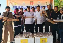 Polda Sultra Sita 11 Ribu Benih Lobster, Dilepasliarkan di Laonti Polda Sultra Sita 11 Ribu Benih Lobster, Dilepasliarkan di Laonti