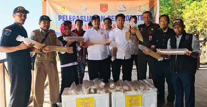 Polda Sultra Sita 11 Ribu Benih Lobster, Dilepasliarkan di Laonti