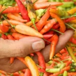 Harga Cabai Rawit di Kolut Capai Rp85 Ribu per Kilogram Cabai Rawit