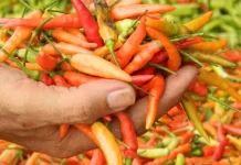 Harga Cabai Rawit di Kolut Capai Rp85 Ribu per Kilogram Cabai Rawit