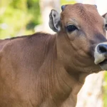 BPJS Ketenagakerjaan Kendari Sumbang 2 Ekor Sapi Kurban Sapi Kurban