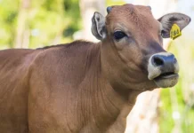 BPJS Ketenagakerjaan Kendari Sumbang 2 Ekor Sapi Kurban Sapi Kurban