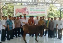 ANTAM Serahkan 12 Ekor Sapi Kurban ke Warga Pomalaa dan Konut ANTAM Serahkan 12 Ekor Sapi Kurban ke Warga Pomalaa dan Konut