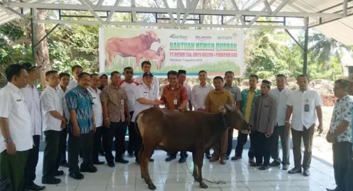 ANTAM Serahkan 12 Ekor Sapi Kurban ke Warga Pomalaa dan Konut
