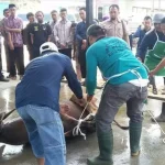 Ini Tujuan dan Hal yang Bisa Mengugurkan Pahala Kurban Ini Tujuan dan Hal yang Bisa Mengugurkan Pahala Kurban