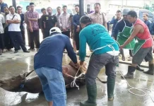 Ini Tujuan dan Hal yang Bisa Mengugurkan Pahala Kurban Ini Tujuan dan Hal yang Bisa Mengugurkan Pahala Kurban