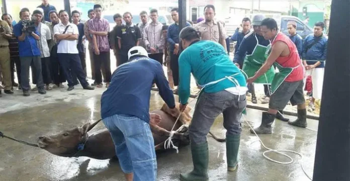 Ini Tujuan dan Hal yang Bisa Mengugurkan Pahala Kurban