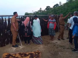 Investor Jepang Tertarik Beli Rumput Laut Muna Investor Jepang Tertarik Beli Rumput Laut Muna