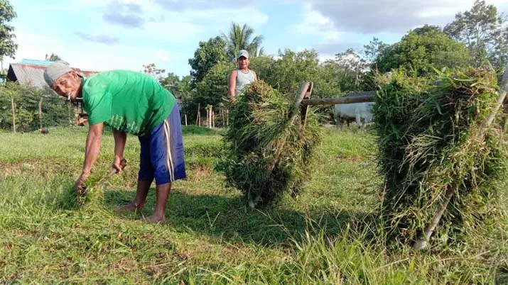 Jokowi Beli Sapi Kurban di Konsel, Begini Cerita Ismail