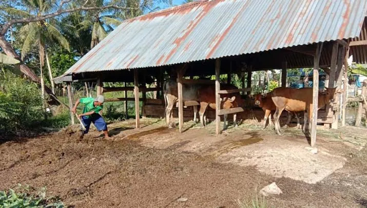 Jokowi Beli Sapi Kurban di Konsel, Begini Cerita Ismail