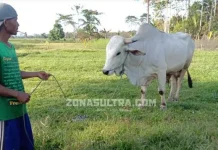Jokowi Beli Sapi Kurban di Konsel, Begini Cerita Ismail Jokowi Beli Sapi Kurban di Konsel, Begini Cerita Ismail